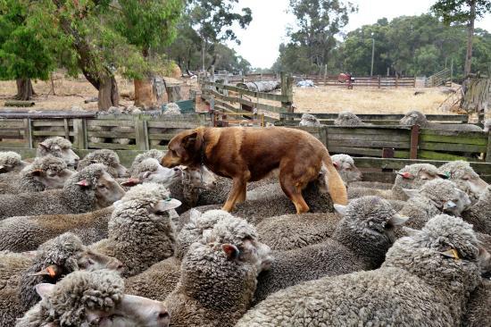 Yallingup Shearing Shed